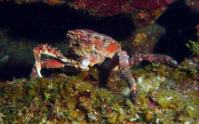Channel Clinging Crab