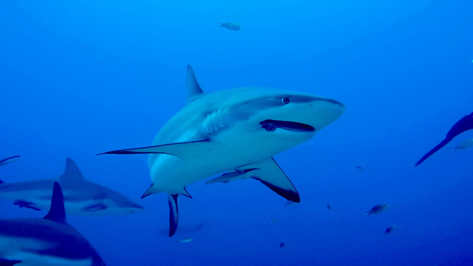 Caribbean Reef Shark