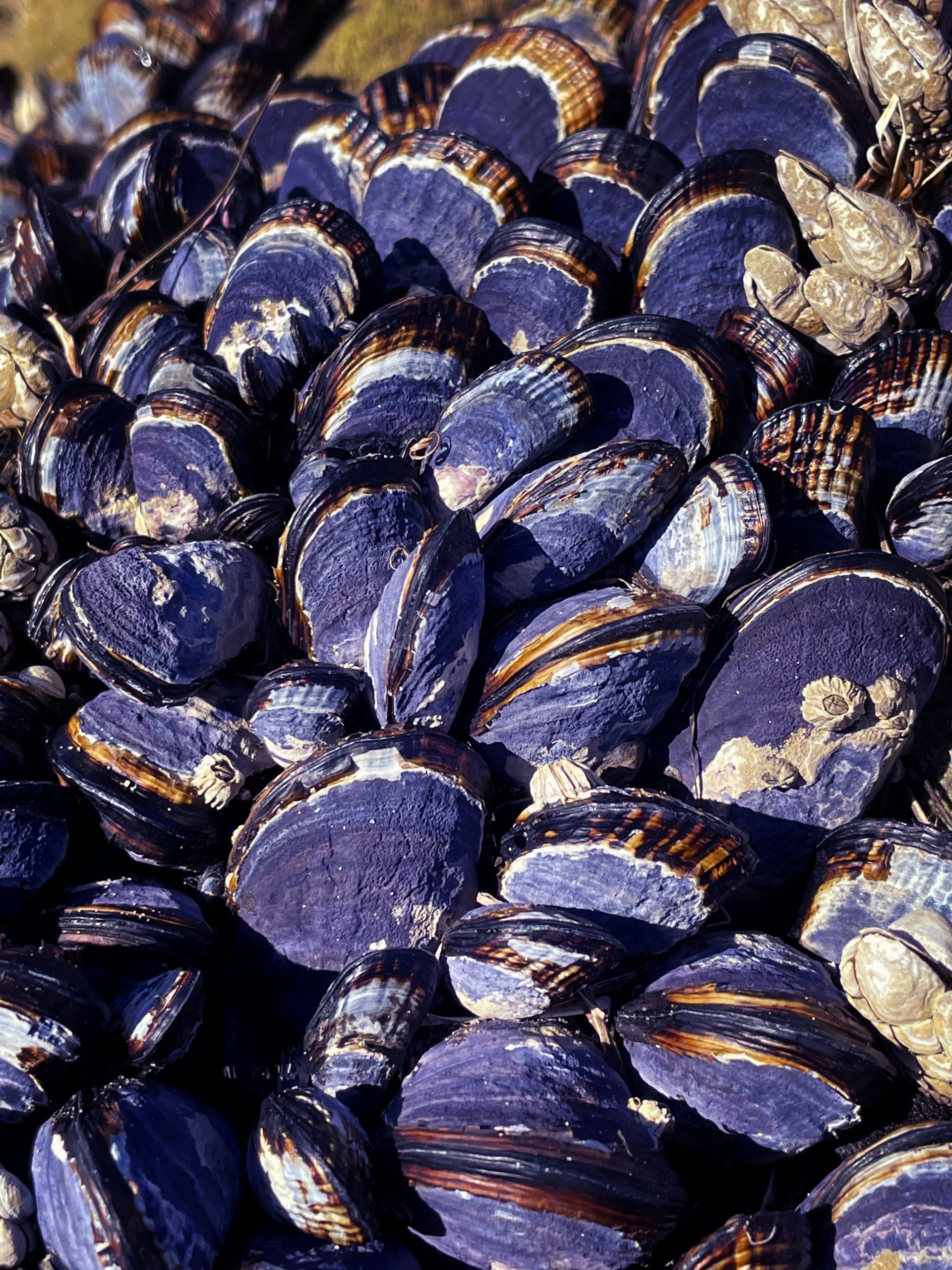 Seaside Mussels