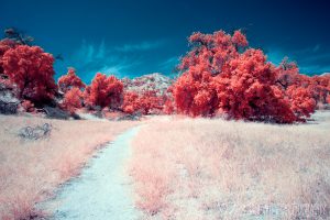 Infrared Oaks