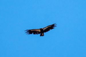 California Condor