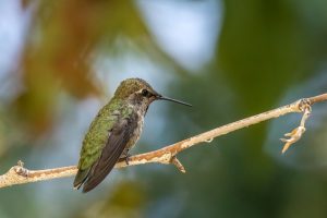 Anna's Hummingbird