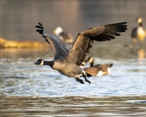 Canada Goose