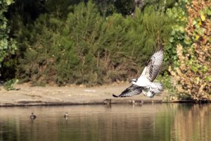 Osprey