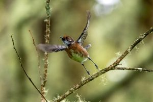 Hawaiʻi ʻElepaio